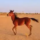مهرة للبيع (( تم البيع )) بحدها