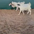 جمار مصريات