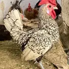 ديك سبرايت للبيع الموقع الخبراء