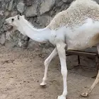 بكرة