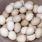 بيض بلدي الموقع كرا