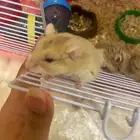 هامستر روسي