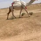للبيع الضريبه