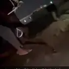 حصان واهو فاخر.الاب يمام المعود الام جنا الخير مصري بيور