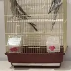 طيور كروان للبيع