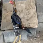 ديكين شامو ياباني