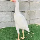 زوج سندي نسل عم غبشان
