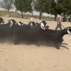 معزاء عوارض دفييع وطيبه للبيع