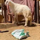 م شاءالله خروف زبده من الحلال فل الفل