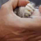 معزا متاويم العدد 2معهن 4