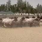 غنم نعيم دفيع للبيع