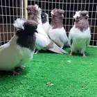 مجموعة حمام سوداني