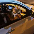 للتبني هاسكي بمقابل بسيط