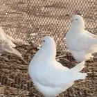 عشة حمام شرط إنتاج
