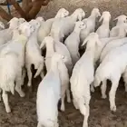 بهم تربيه من شهرين ونصف الي ثلاث