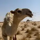 قعود اوضح