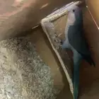 جوز كويكر ازرق منتج