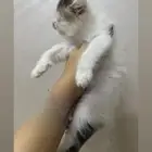 للبيع قط كتين ذكر