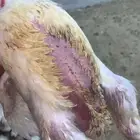 سلام عليكم متوفر لدينا دجاج لحم صحه ممتاز