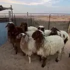 للبيع ذبائح تفريد او جمله