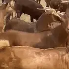 تيوس جذعان مخصاا فل شحم