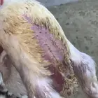 سلام عليكم متوفر دجاج لحم صحه شرط طيب بلحيل