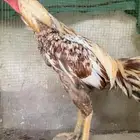 ديك فارسي فاخر الباحه . 0 50 880 4617