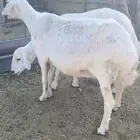 دفيع واصلات منوة القناي