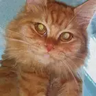 قطط