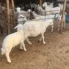 شاه تحتها خروف 3شهور فل الفل