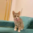 قطط للتبني مع مزايا مجانيه واكل مستمر
