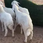 طليان حري