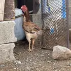 دجاجه باكستانيه