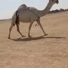 البيع ناقه الكفو