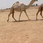 للبيع البكره الكفووو