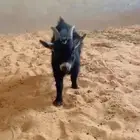 ماعز قزم العمر تسعة شهور