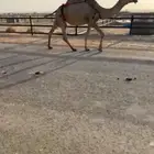 لقحه كفو ملاقي تمسي تصبح