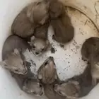 مواليد وبران للبيع