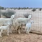 غنم خلفات صنف الصنف