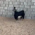 عنز عارضيه طيبه