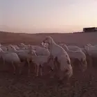 خروف حري رباع حار ف القريع