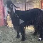 بيع غنم