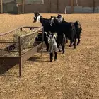 معزا عوارض متابيع