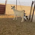 عنز كحلا تحتها ثنتين جفار