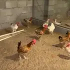 ديك بلدي