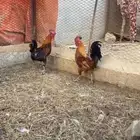 ديوك بلدي