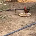 دجاج وديك