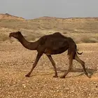 مجهم حقه