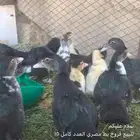 فروخ بط مصري حجم جانبو