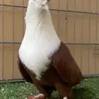 حمام زينه ذكر لبناني